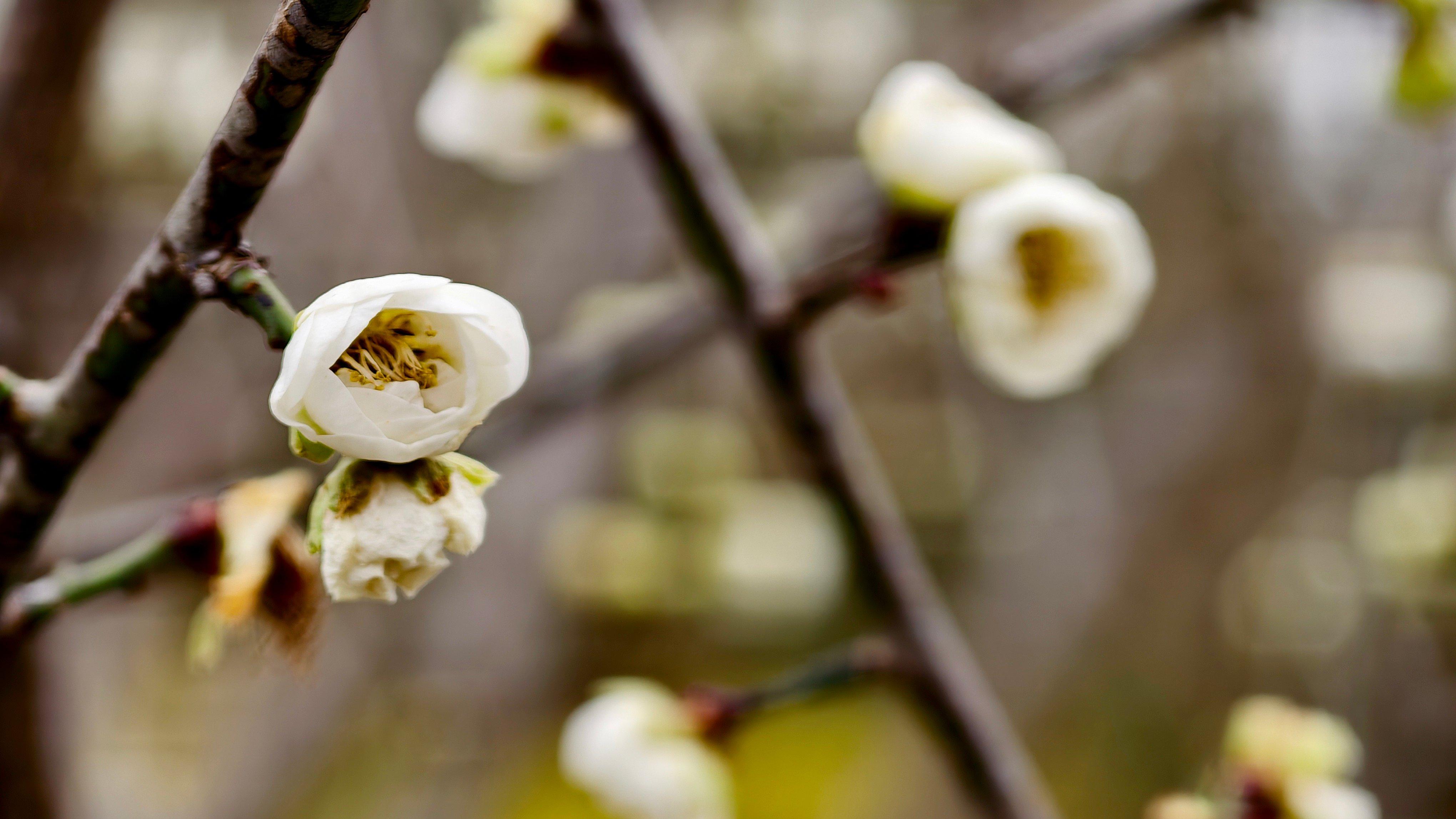 强冷空气持续影响柳州，梅花迎着寒冬开放，成为桂北冬季一道靓丽的风景