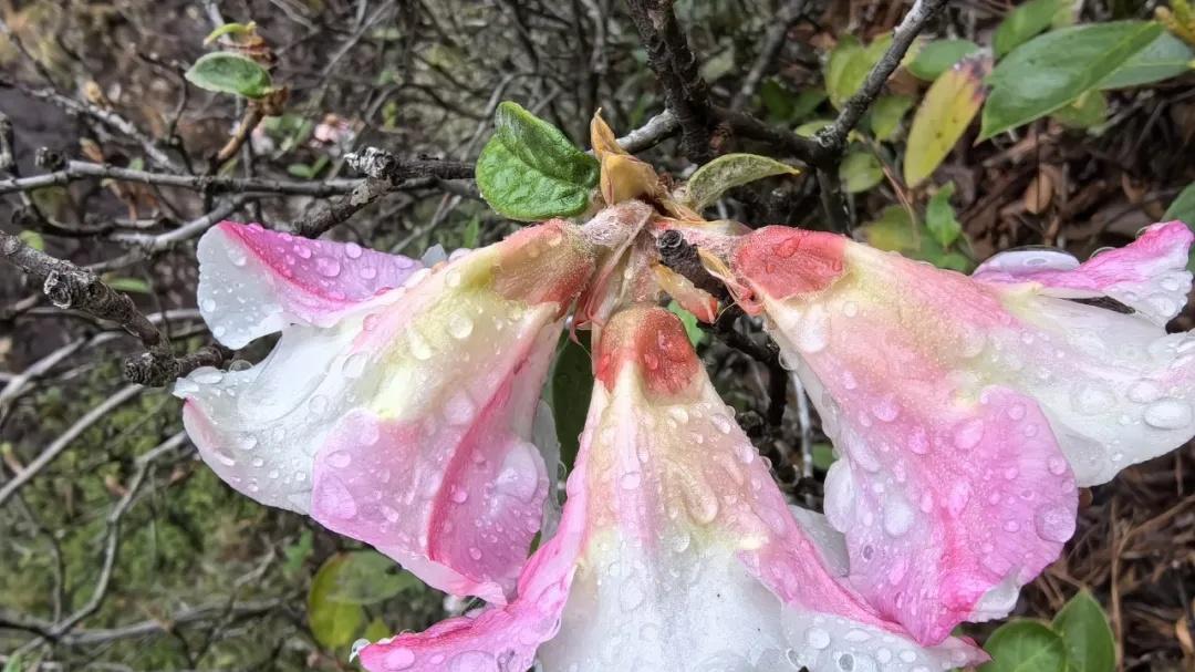 迪庆野生花卉资源——杜鹃