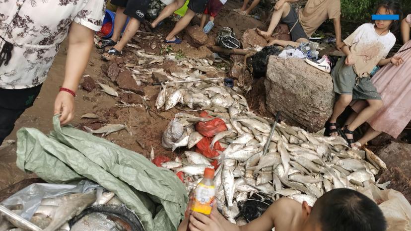 三门峡泄洪瞬间流鱼出现，黄河现异重流，有人连夜抄到几十斤大鱼