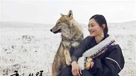 《重返狼群》强烈推荐观看，免费分享，真的太震撼了！