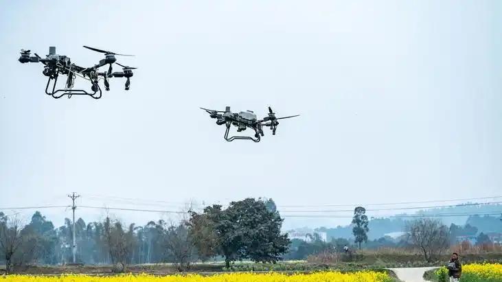 油菜地里的“免费农药”，救不了被涨哭的农民