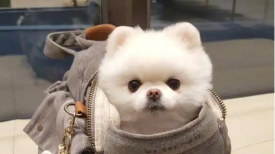 狗罐头猫可以吃吗？劝你千万别乱喂！热门狗罐头的配方及成分解析