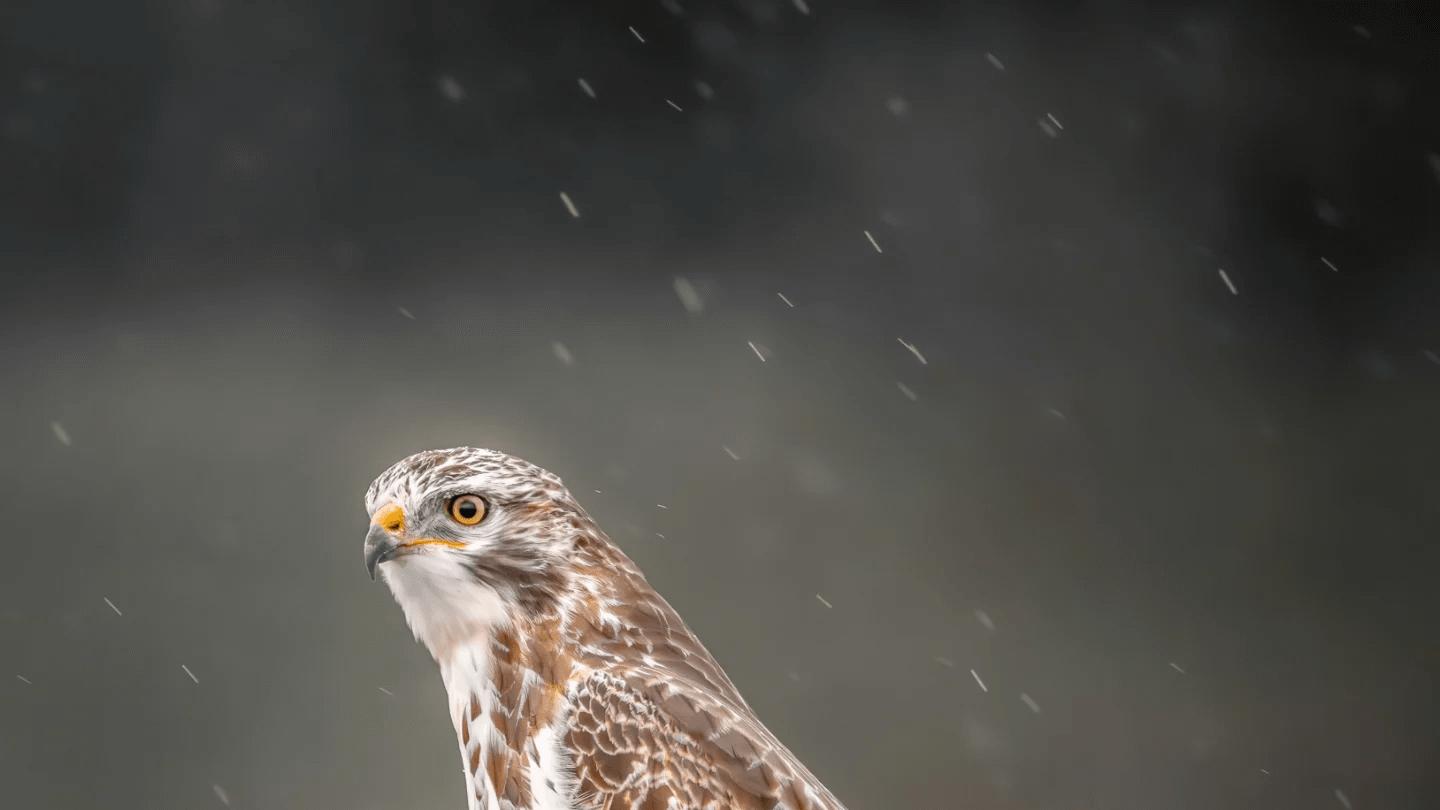 内向者不想成为全场的焦点？那就学一下“捧哏”吧