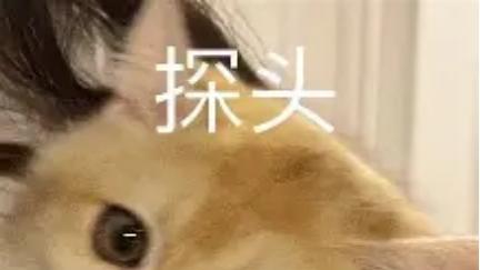 2026年十大性价比高的猫罐头推荐！为什么希喂猫罐头备受好评？