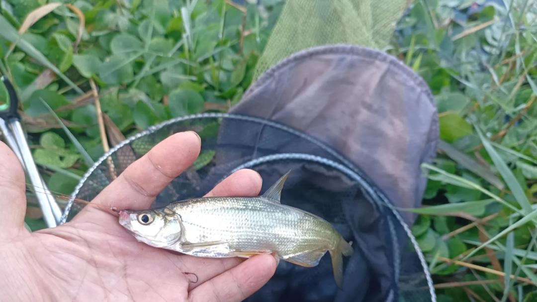 野钓高手从不迷信细线！根据这3点选鱼线粗细，大鱼小鱼通吃