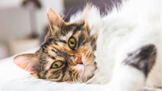 猫粮怎么挑才靠谱能保证质量？2026年高口碑平价健康6款猫粮