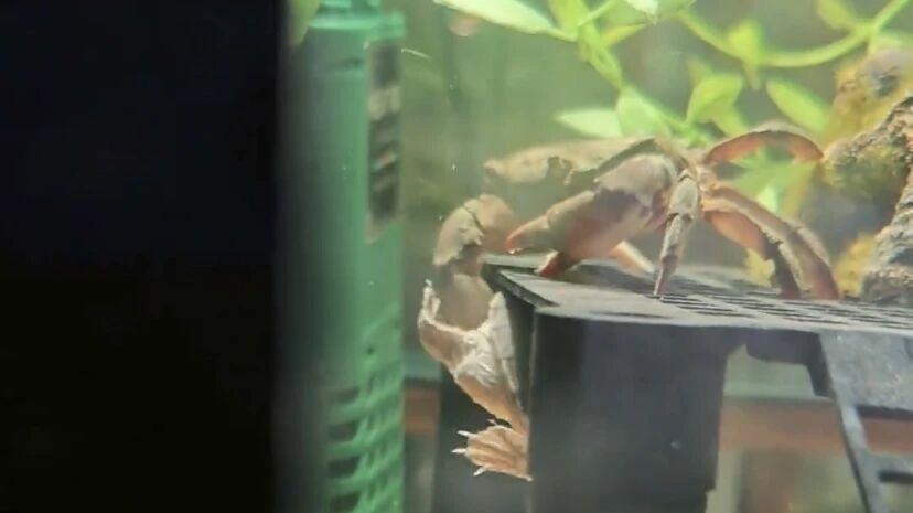 第一次见到小乌龟被螃蟹夹子夹住，还是小乌龟先动的手！