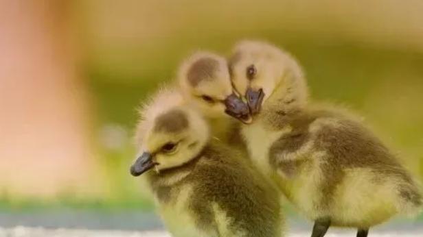 停止“优化”你的生活，开始“拥抱”它