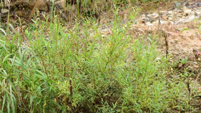 【国学】观音菩萨手持的瓶子里，明明插的是柳枝，为何叫“杨枝净水瓶”？