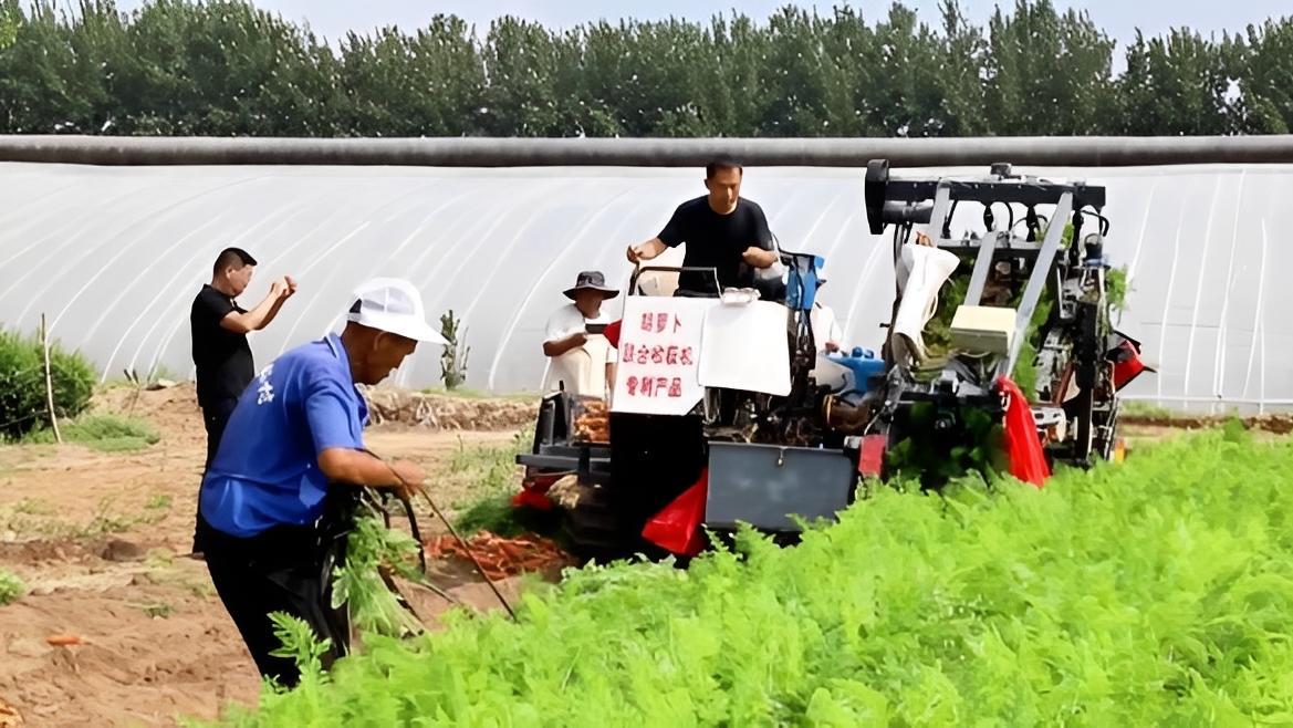 2021年，山东一男子发明了一款胡萝卜收割机，效率之高令人称奇