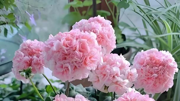 2月底3月初，天竺葵爆花“黄金窗口期”，这样做持续开花大半年！