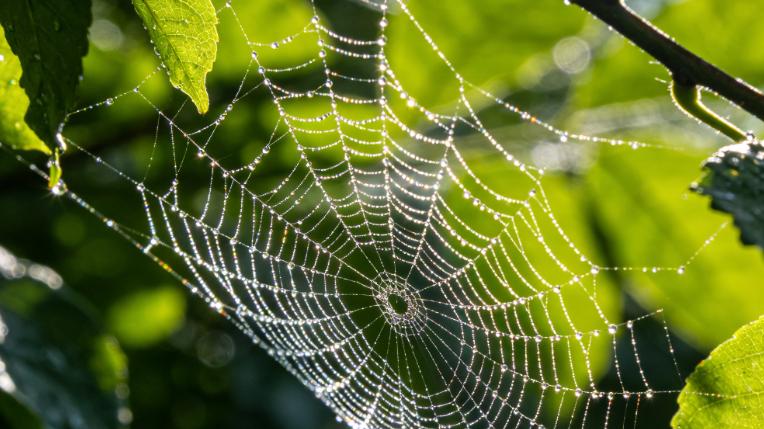 害怕蜘蛛？科学家们说，真正的噩梦是失去他们