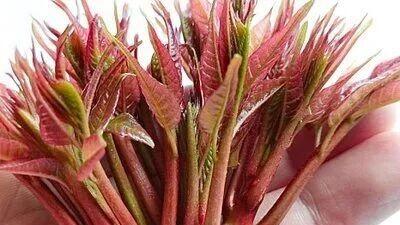 韩记明：春日有感|香椿