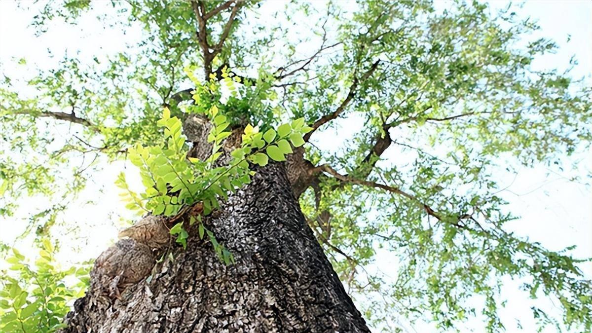 善韵缘|为啥说“屋后不栽槐，屋前不栽桑”？老祖宗的智慧，不服不行！