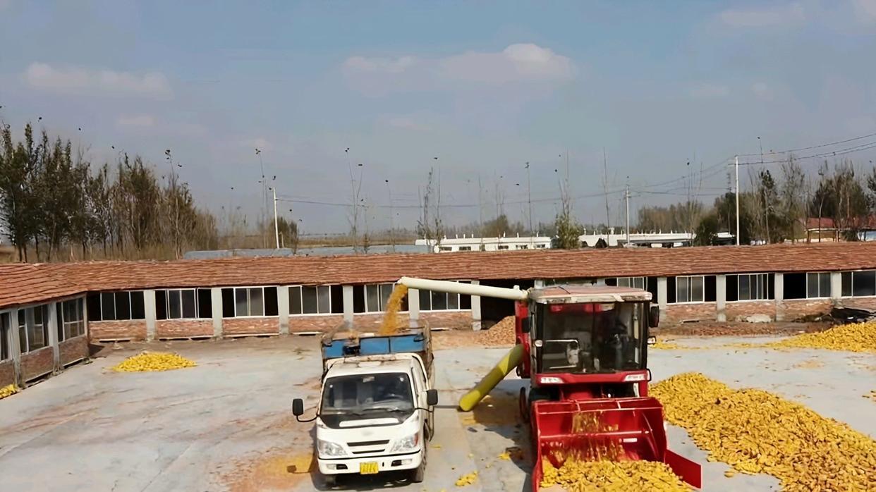 2022年，山东一男子发明了一款玉米脱粒机，效率之高堪比上百人