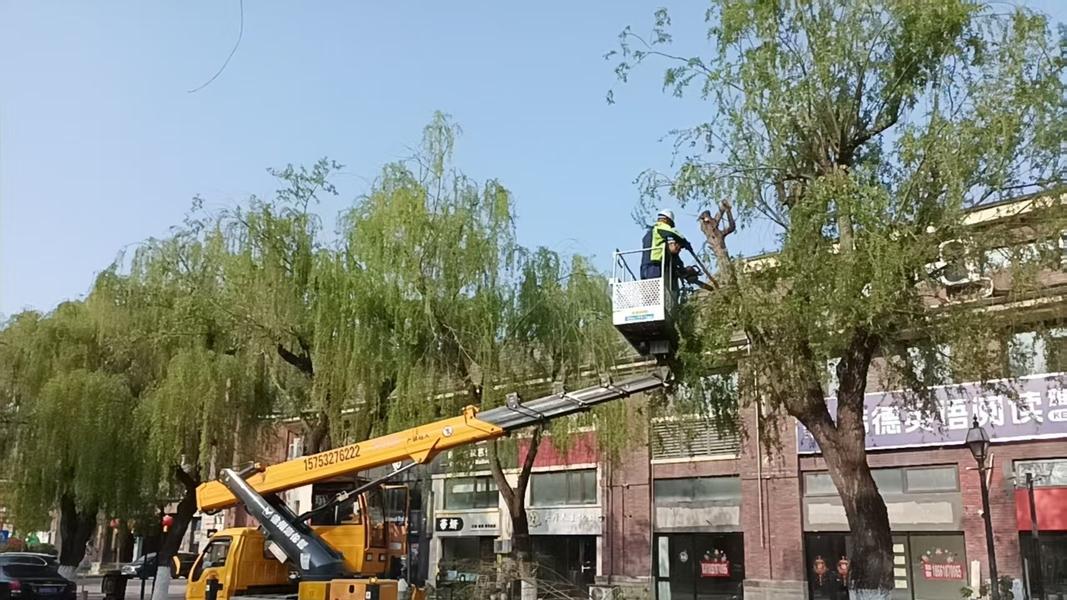 又到一年飞絮时？青岛开出“良方”守护春日美好