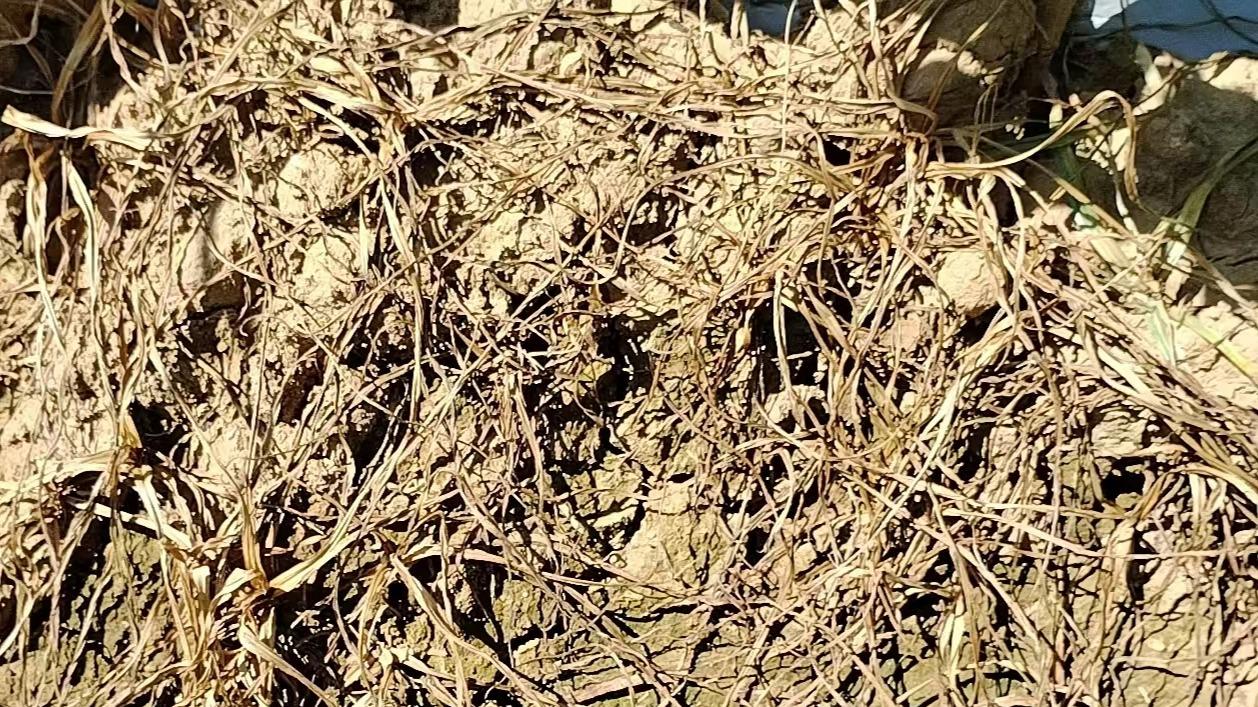 清原新型灭生性除草剂快如风在四川花椒园的应用实践