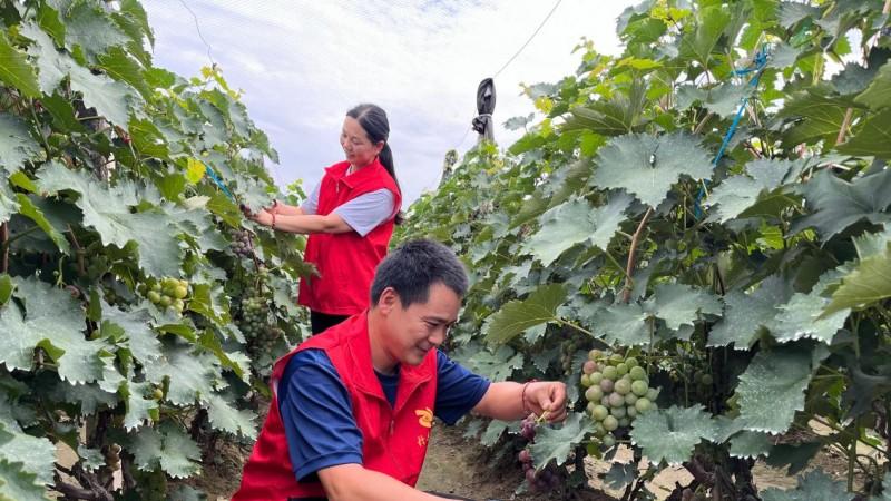 山东省菏泽市定陶区：颗颗葡萄揽夏光 片片约定润农桑