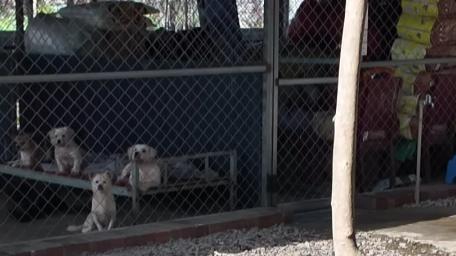 微光如炬！一众人，一群“毛孩”，一场永不言弃的守护