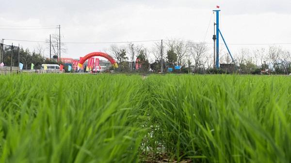 斥资1.1亿只为一碗河姆渡正宗水磨年糕！