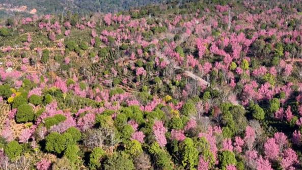 深冬暴击！景迈山万亩冬樱绽放，美成人间仙境