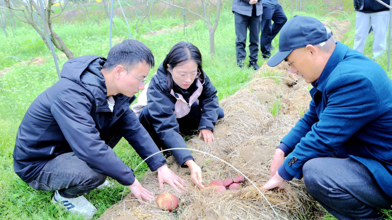 阳新：点草成金 秸秆回收种蘑菇