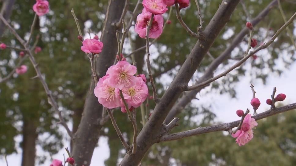 春寒未尽，上海之鱼梅香先动，快来赏梅吧！