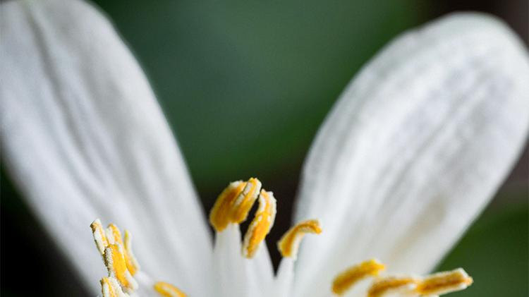 我宣布！近摄镜是平价微距神器