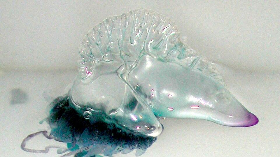 颠覆常识！这种海洋动物根本不是“一个”生物，它是一群克隆大军