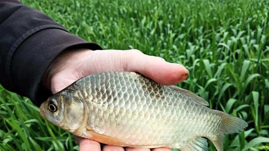 告别面疙瘩和一拉就散：手把手教你根据鱼情，调配“万能”拉饵！