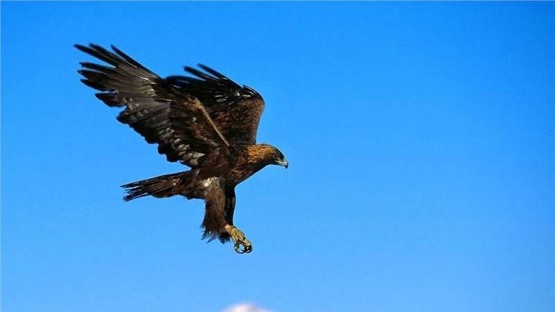 最不忍心读的一首诗，读完后泪流满面，不敢再读第二遍