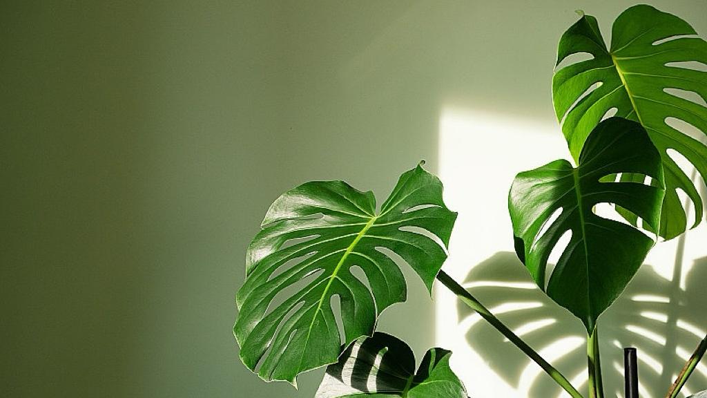 宠物医院凉了，金融圈嗨了？