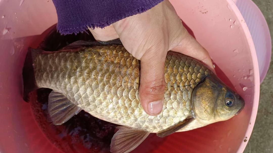 鱼儿“光溜溜”，无法享“交配”之欢？科学实证：鱼儿很会办事！