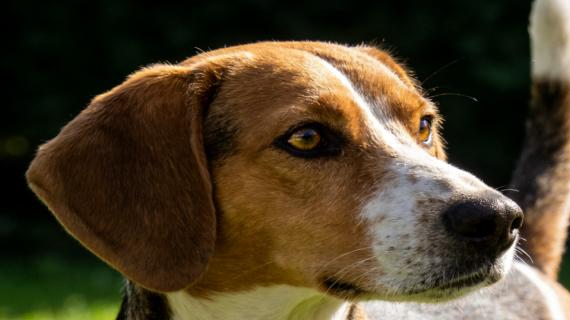 猎兔犬全解析：历史、特性与养护指南