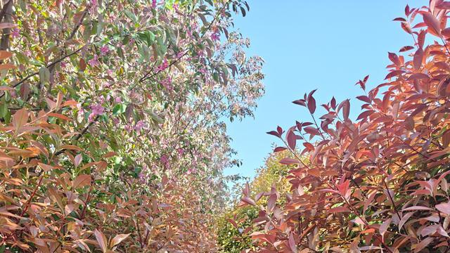 曲阜市风华里小区北门路绿化问题引关注 居民出行安全待保障