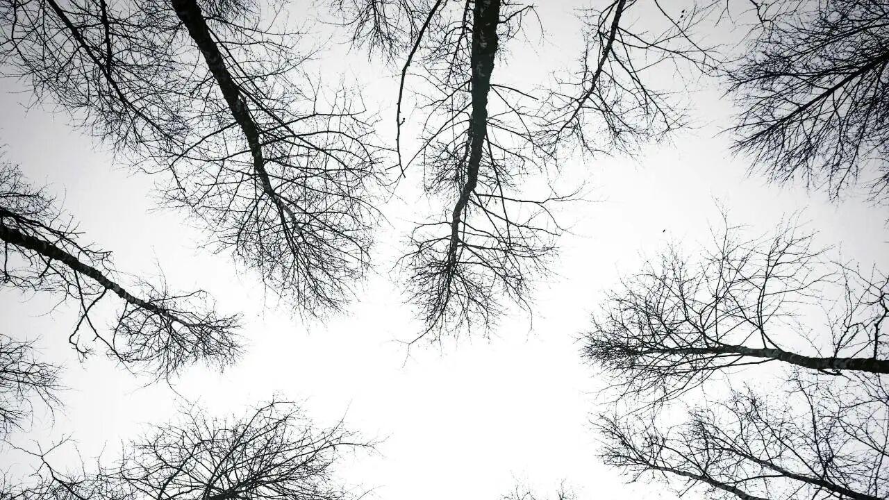 冬季，适合仰拍的季节