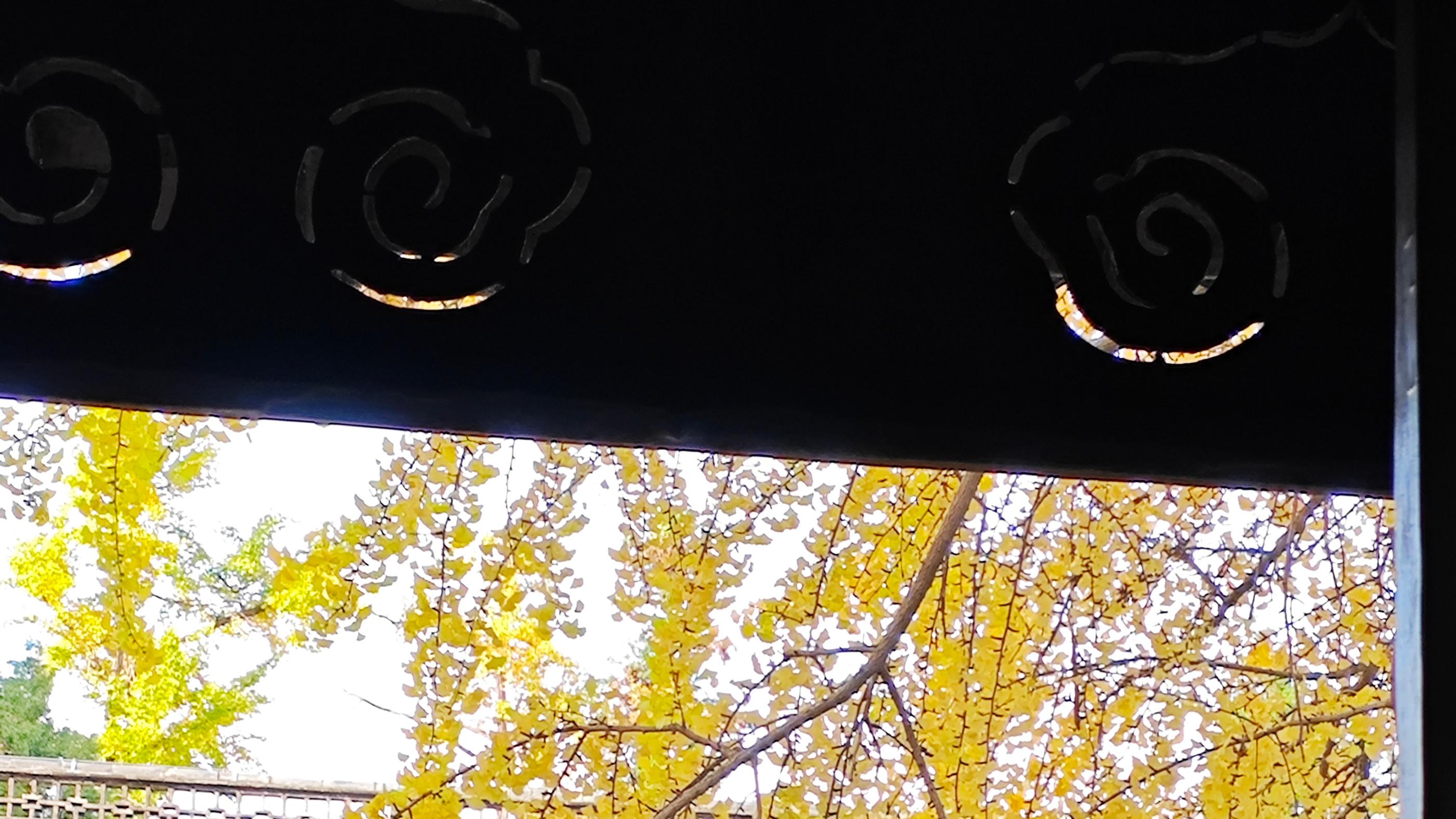 植物活化石，你有见过吗？