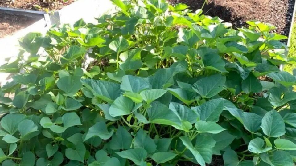 五一过后，最适合种的5种懒人青菜，好养活、反复采收、还不招虫