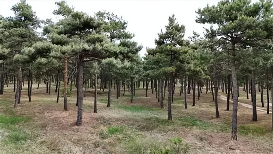 沙漠有生态价值，为何还要治理？中国 47 年治沙的核心目标