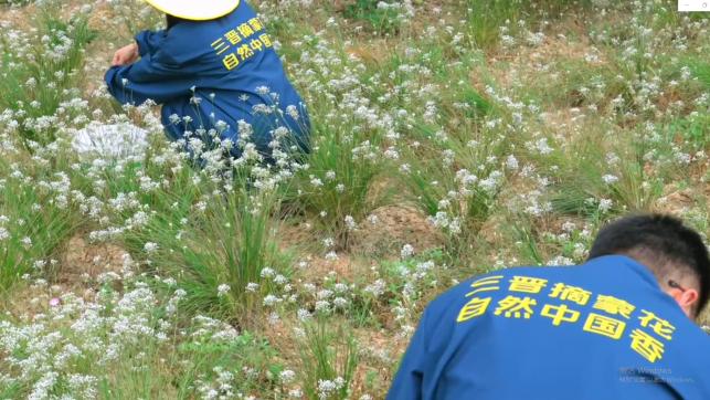 一方摘蒙花，一味家乡情