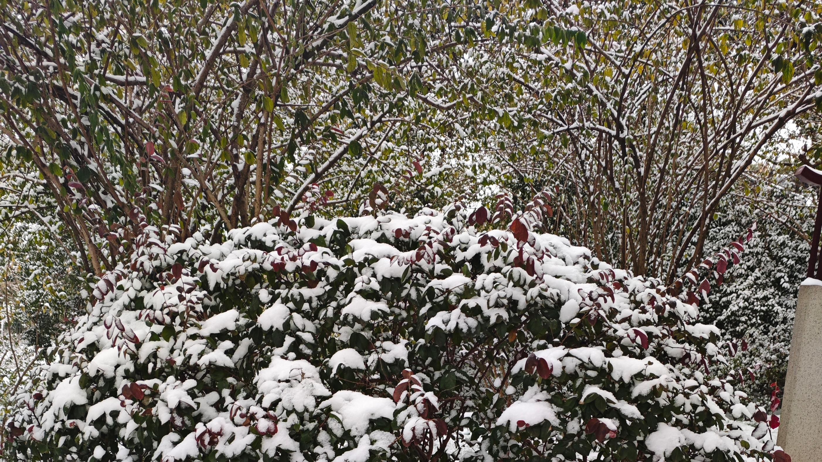 踏雪访梅，不为风雅只为美