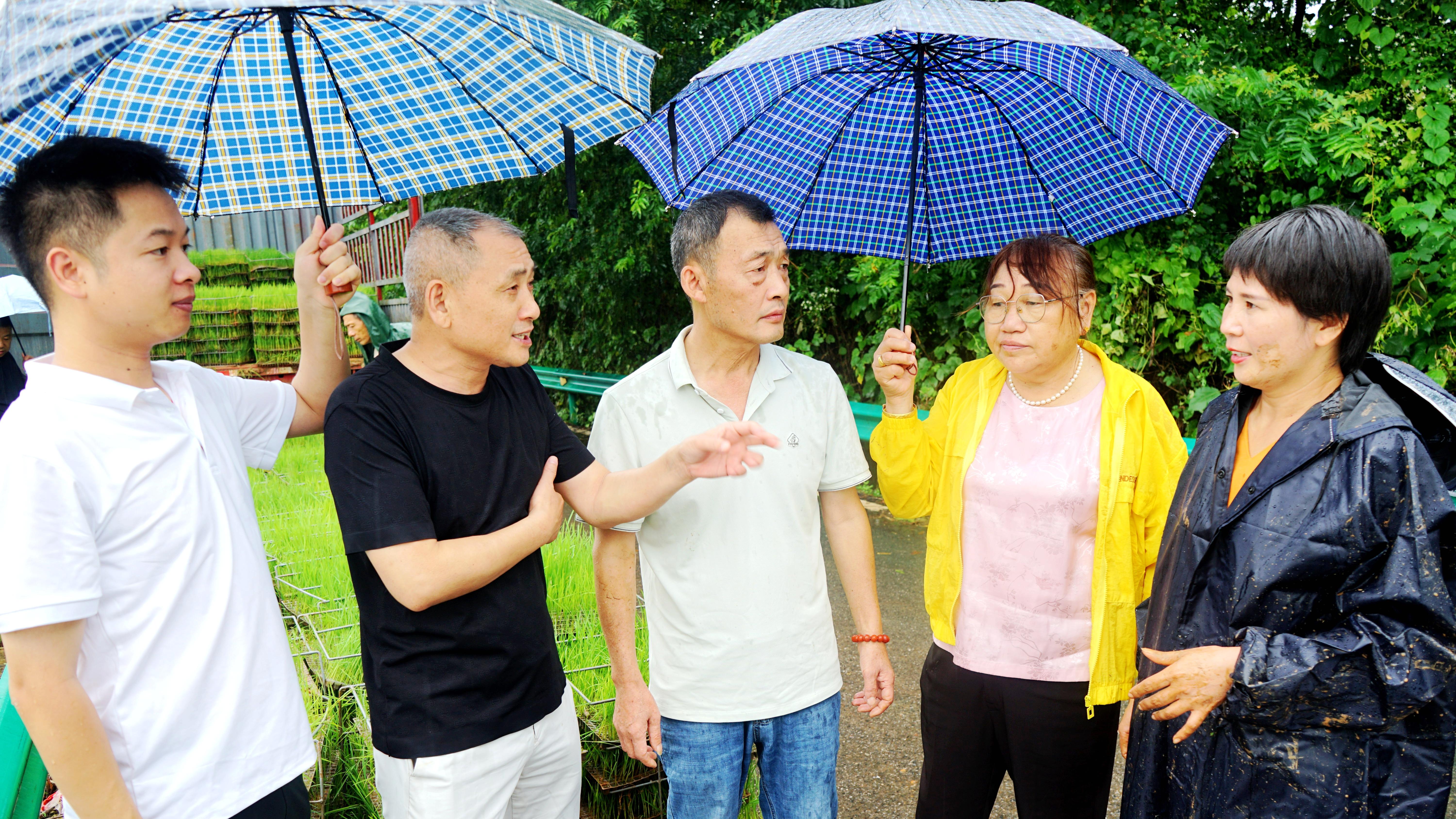 阳新：水稻抛秧解锁种稻新模式