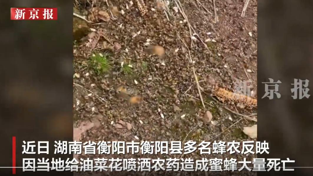 油菜花花期打药“误杀”蜜蜂，这锅谁来背？
