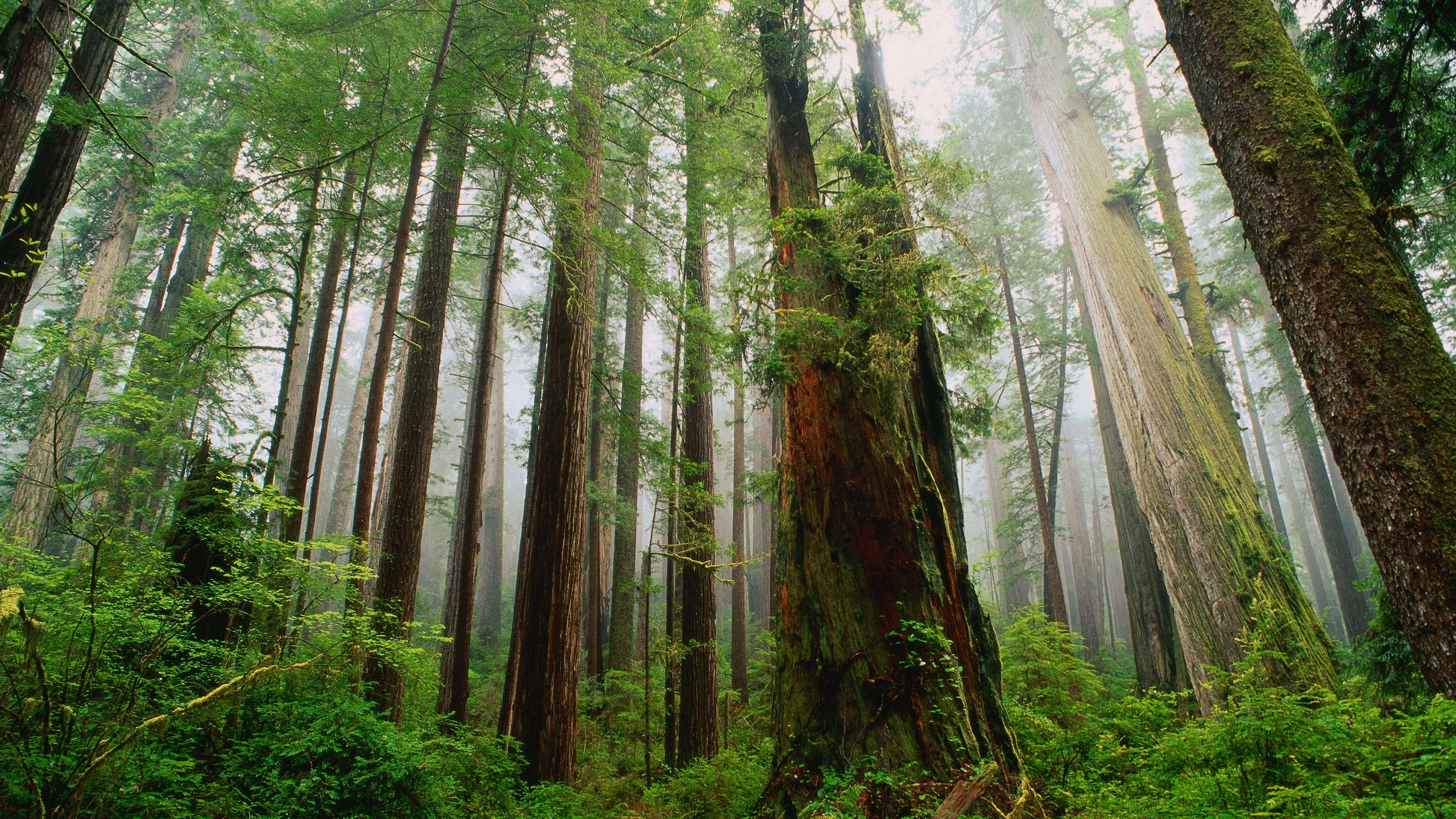 宇树科技IPO“绿色通道”乌龙