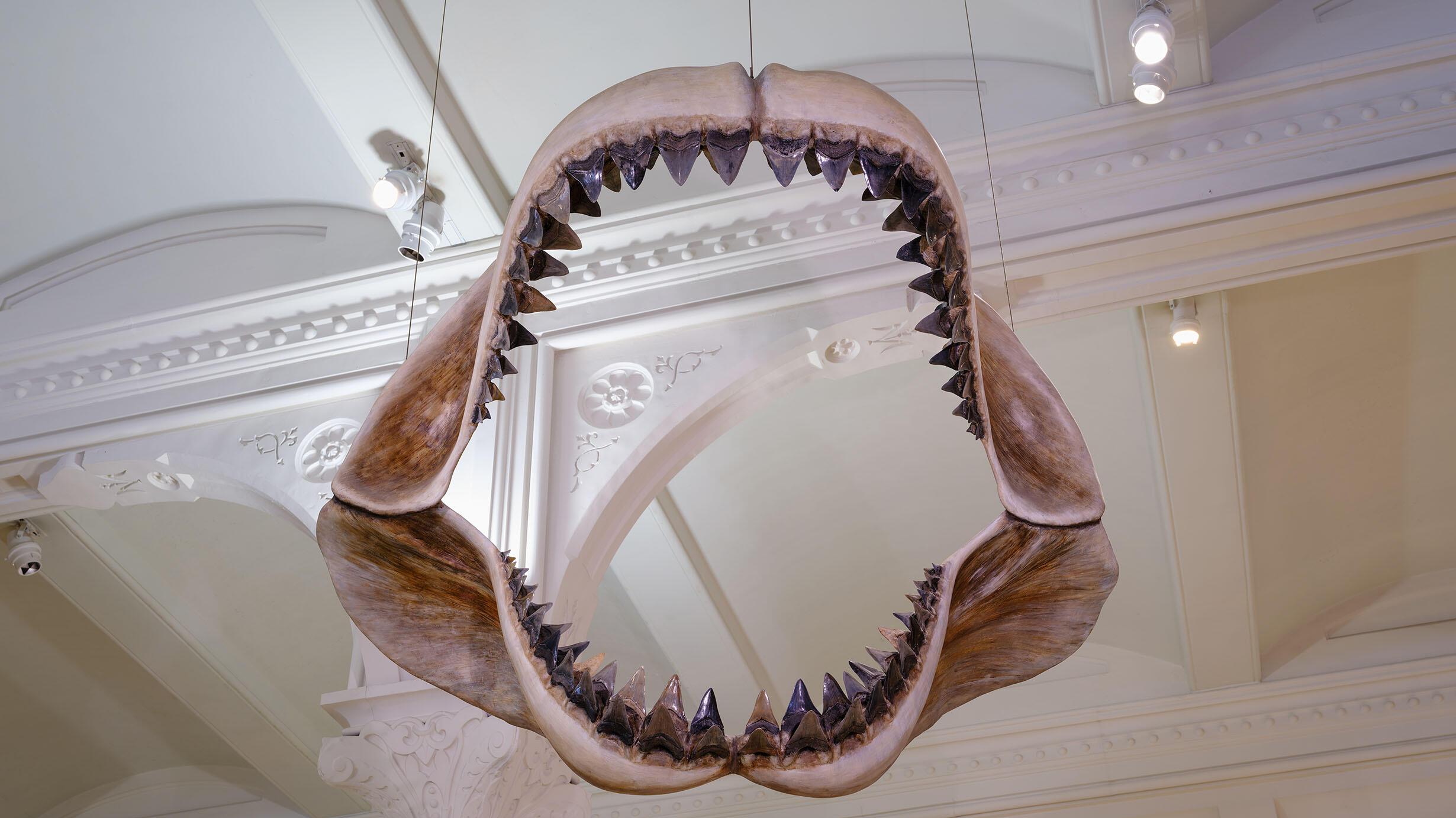 为什么巨齿鲨被称为史上最恐怖的海洋霸主？