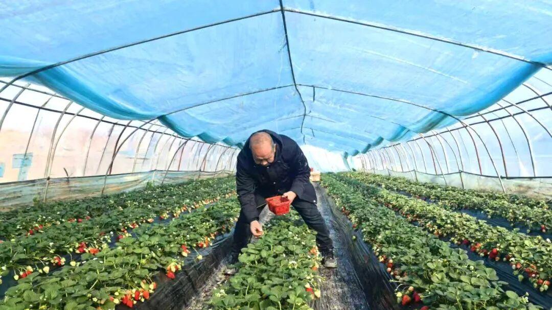 河南孟州：冬日“甜蜜产业”助增收 乡村振兴添动能