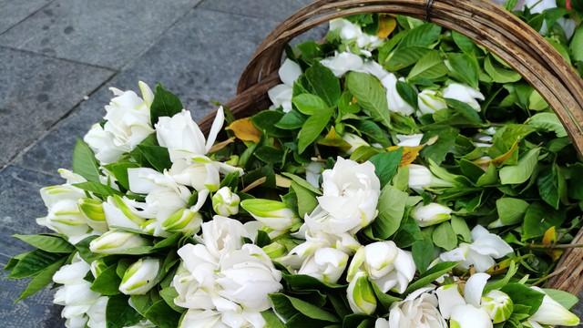 “栀子花”竟然不读zhì zǐ huā，正确读音是什么？你知道吗？