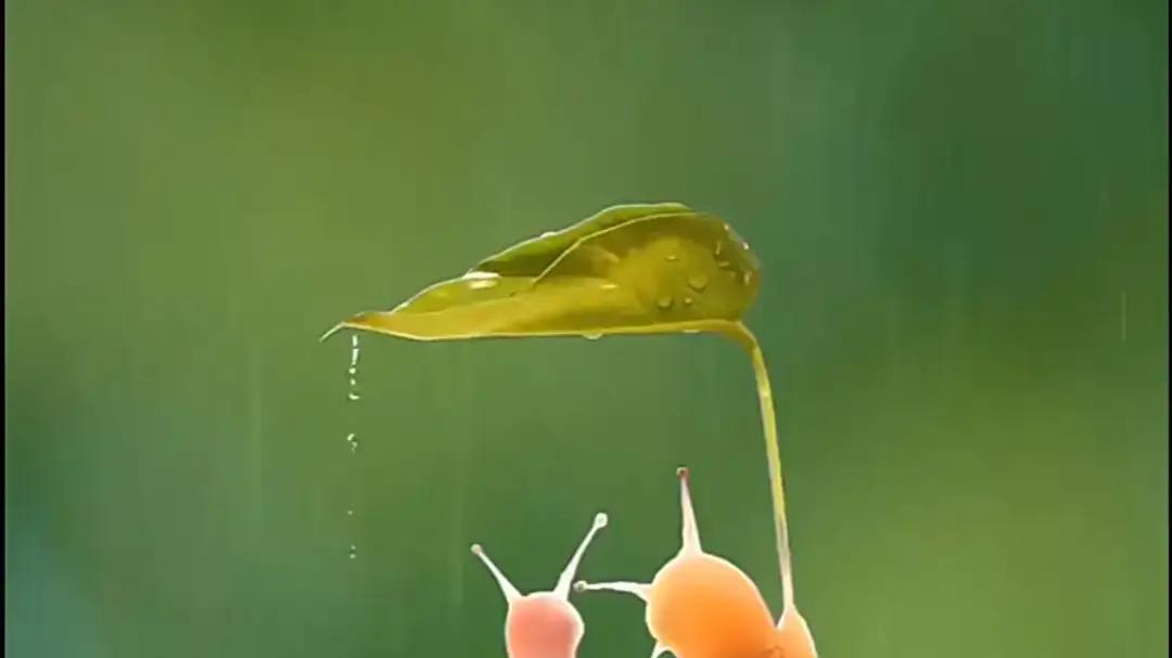 行香子·时光絮语