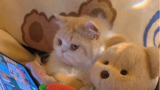 猫罐头选择哪种比较好？主食罐头适口性好性价比高的十大品牌推荐