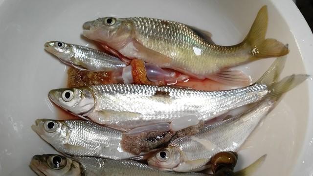 4月提醒大家：少吃鲤鱼草鱼，多吃3样应季河鲜，肥美不腻有营养！